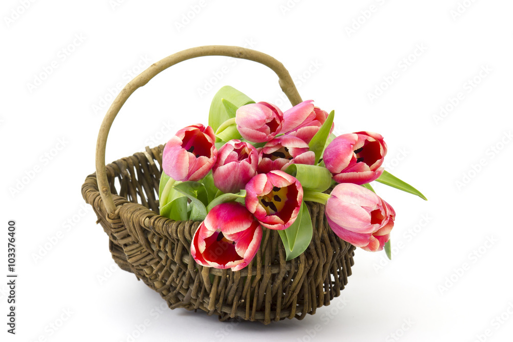 red tulips in a basket red tulips in a basket