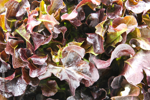 Closeup of Red oak lettuce