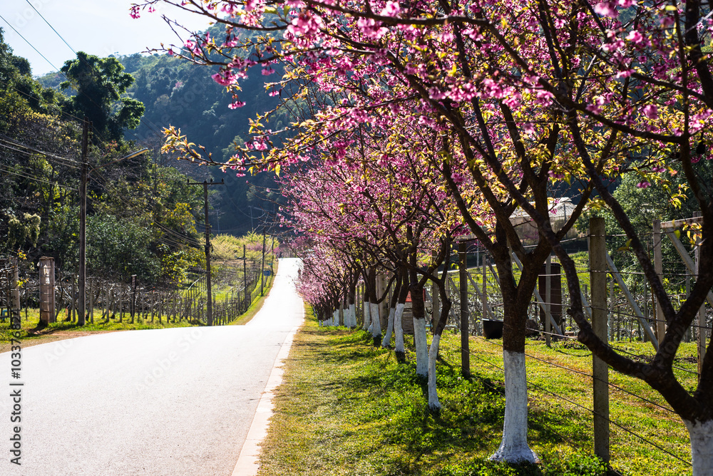 Fototapeta premium Pink sakura with beautiful road Doi Ang Khang, Chiang Mai , Thai