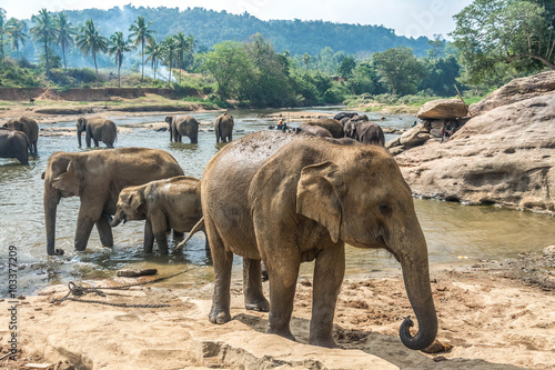 A group of elephants at Pinnawala  Sri Lanka