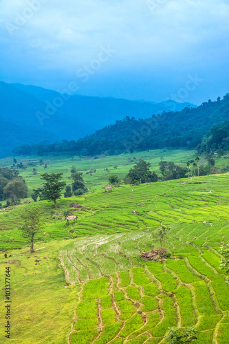 Beautiful paddy fields at Randenigala, Sri Lanka
