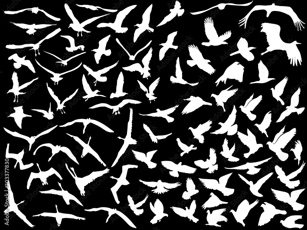 large collection of white flying birds large collection of white flying birds