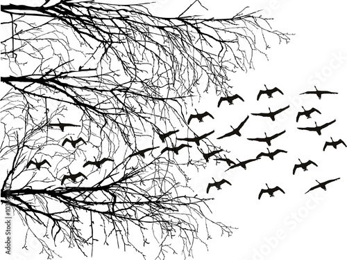 black bare branches and flying swans isolated on white