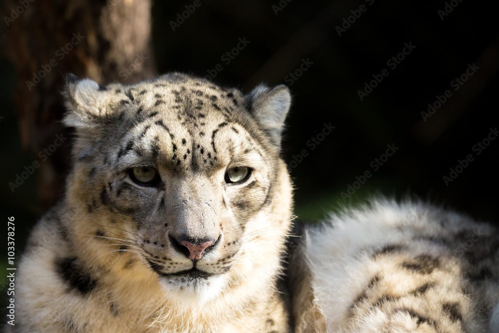 Fototapeta premium snow leopard, Irbis Uncia uncia