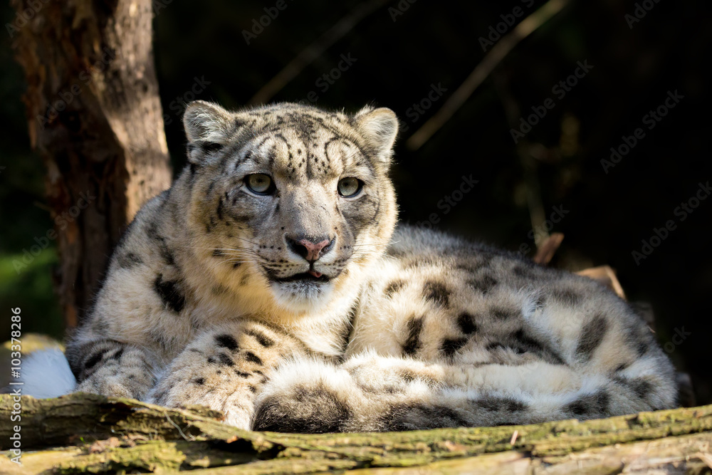 snow leopard, Irbis Uncia uncia snow leopard, Irbis Uncia uncia