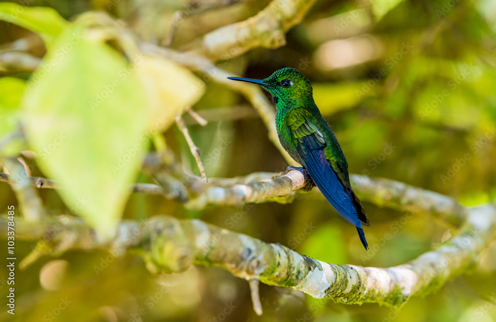 Beautiful Hummingbird with amazing colors Beautiful Hummingbird with amazing colors
