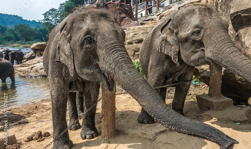 A group of elephants in the river at Pinnawala, Sri Lanka © eranda