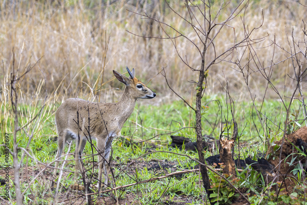 Steenbok in Kruger National park, South Africa Steenbok in Kruger National park, South Africa