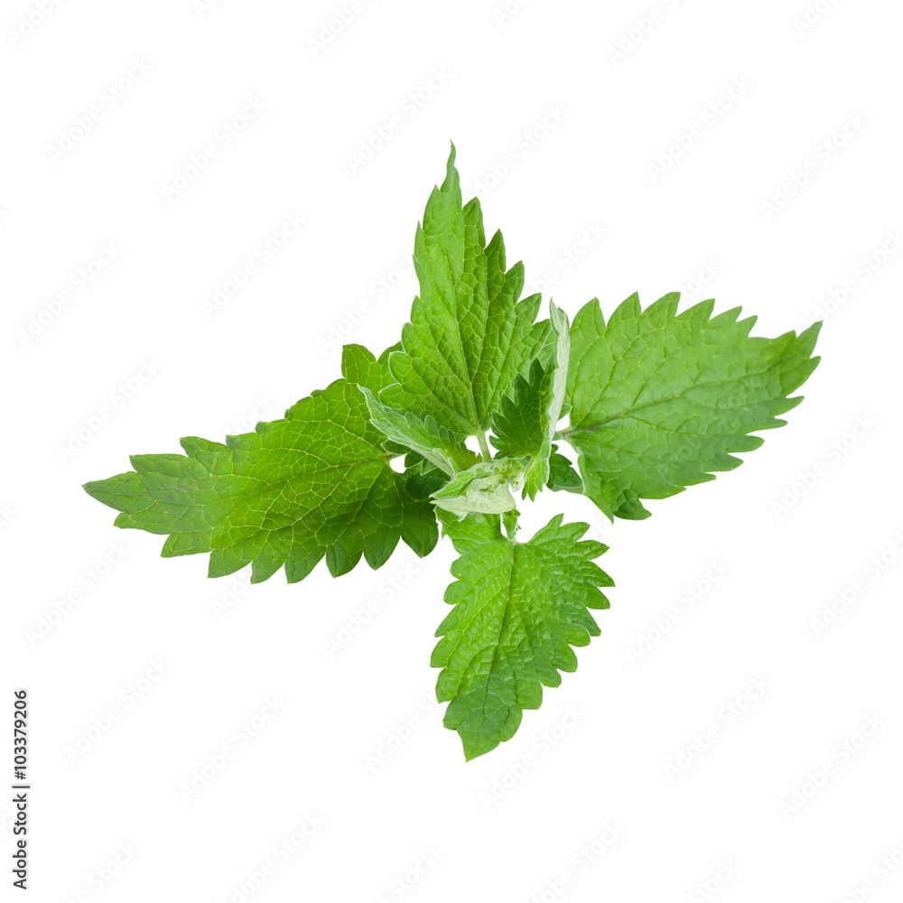 Close-up fresh mint Close-up fresh mint