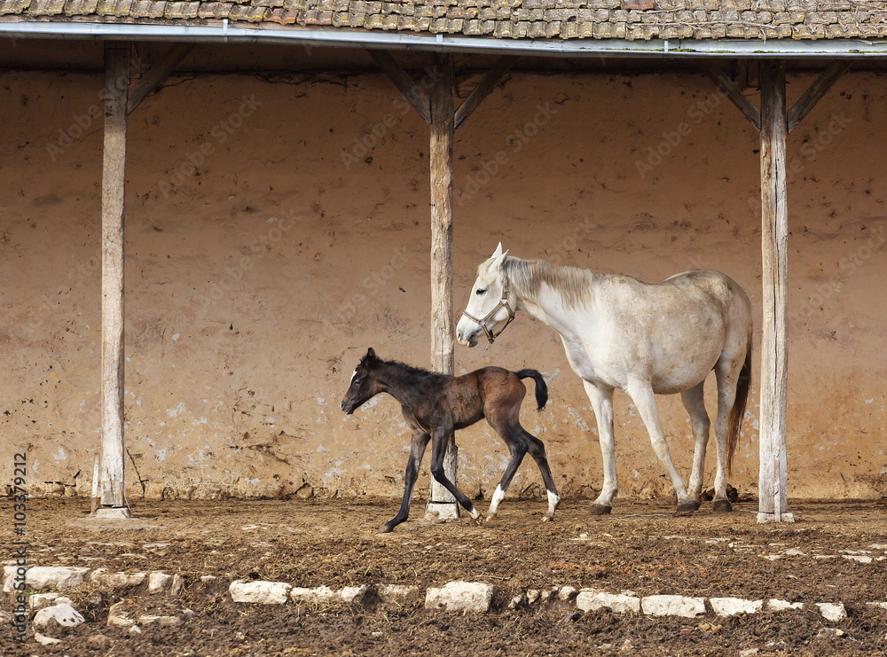 Obraz premium mare with her foal