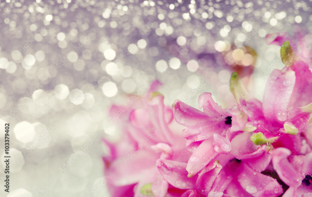 Obraz premium Pink hyacinth on abstract background
