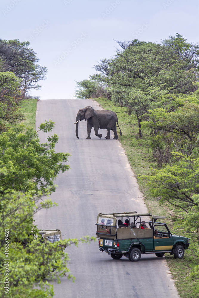 Obraz premium Słoń afrykański w Parku Narodowym Krugera w RPA