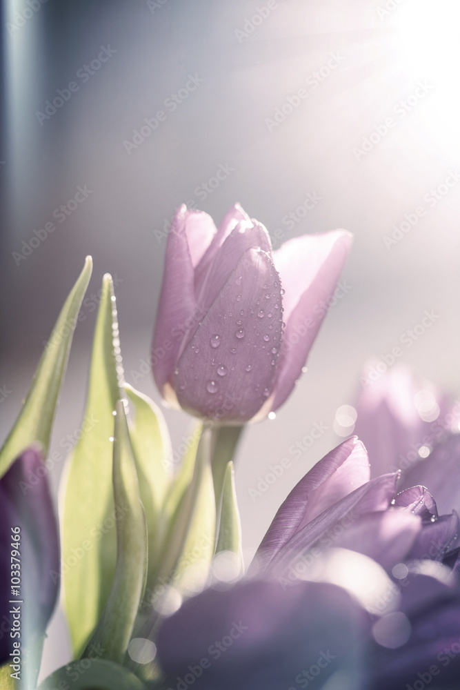 Fototapeta premium Purple tulips