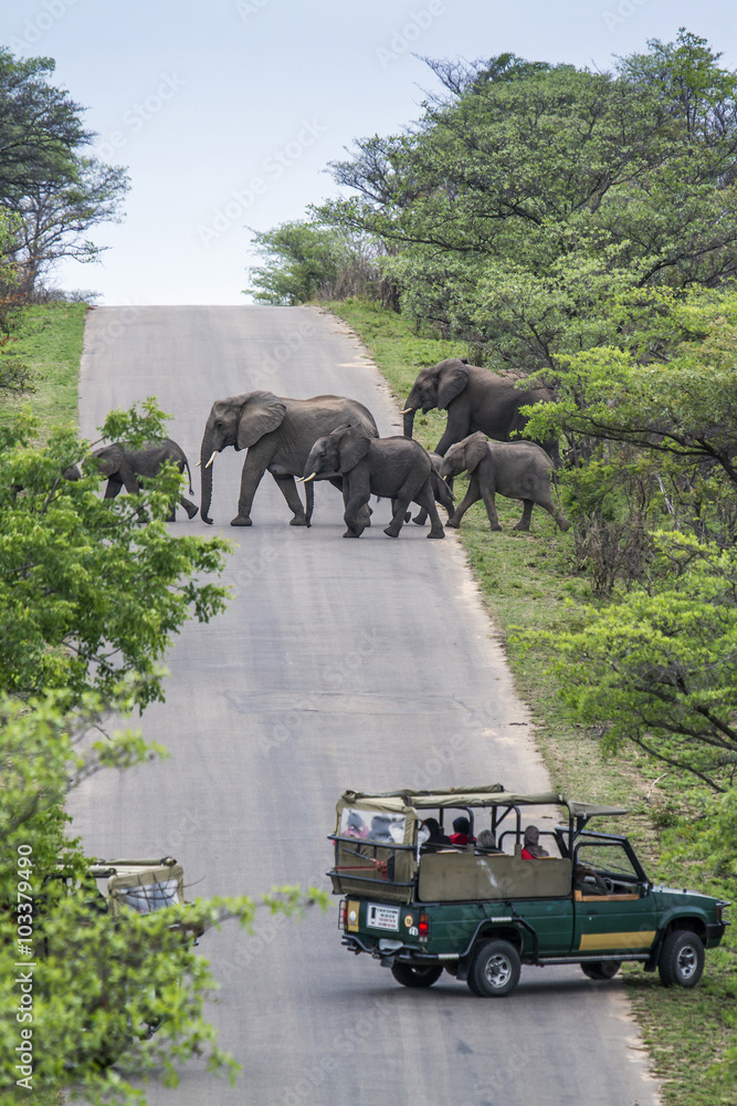 Fototapeta premium African bush elephant in Kruger National park, South Africa