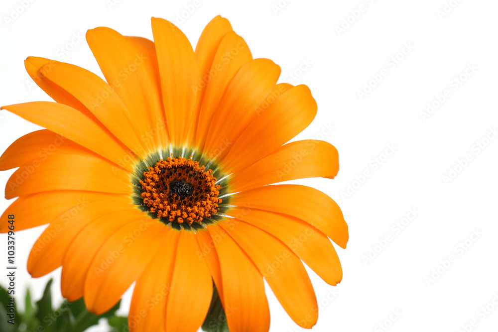 orange African daisy full bloom close up in the white