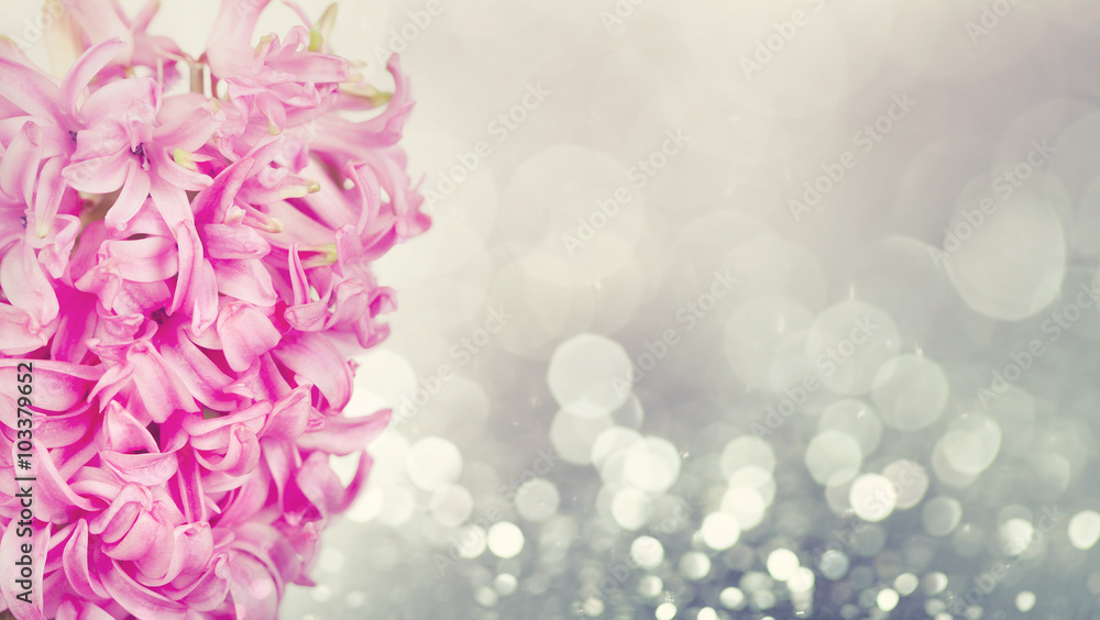 Pink hyacinth on abstract background Pink hyacinth on abstract background