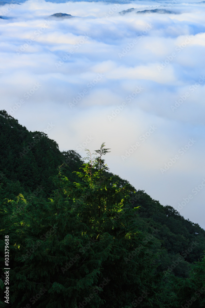 木々と雲海