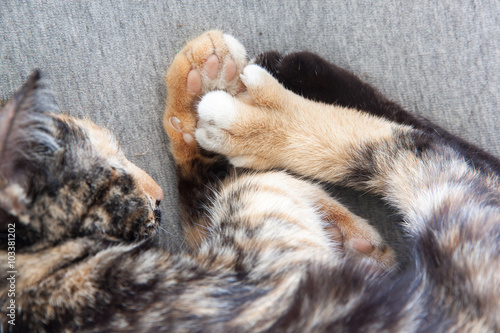 cat feet closeup
