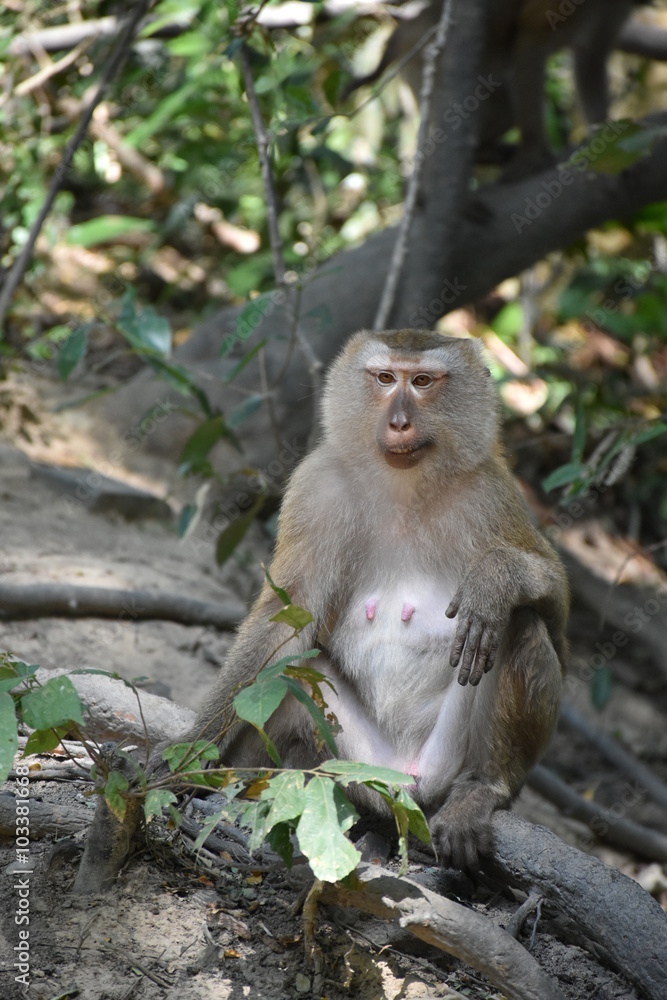 Monkey sitting on a branch Monkey sitting on a branch