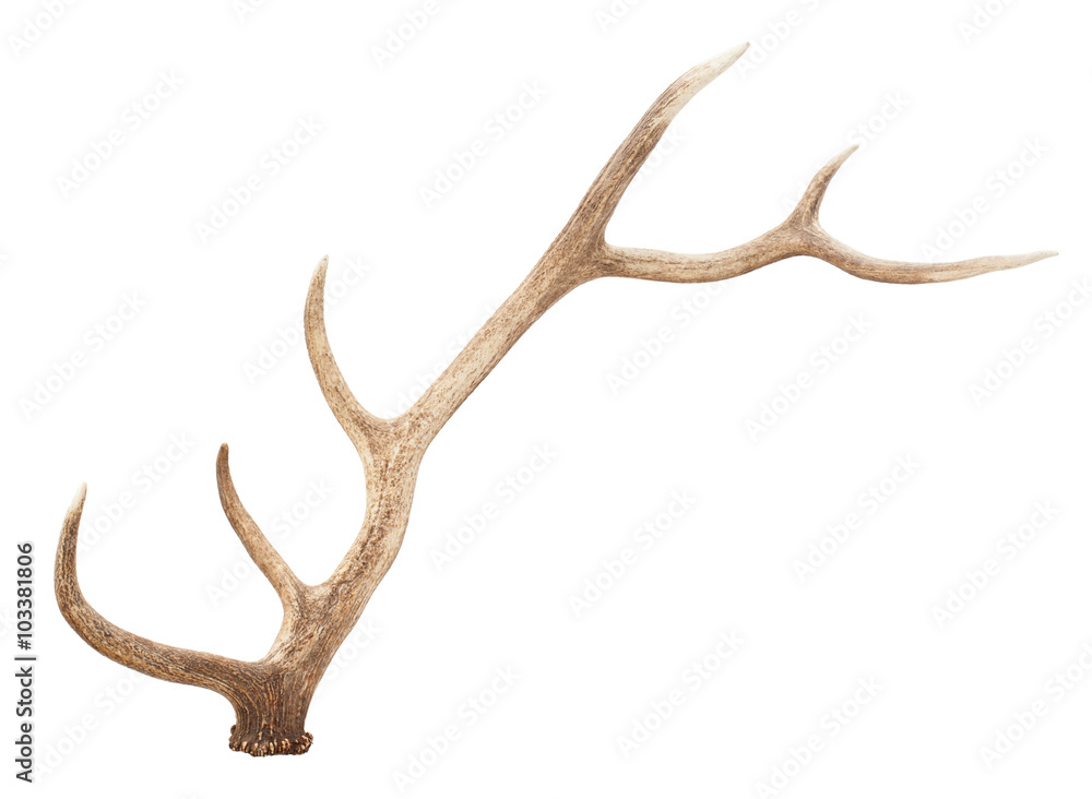 Large antler isolated on white background Large antler isolated on white background