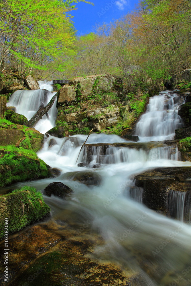 Fototapeta premium 新緑の滝