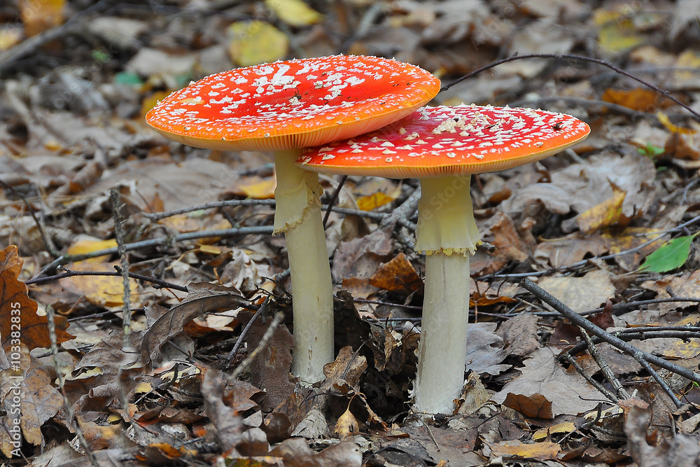 These mushrooms are very beautiful and amazing, but very poisonous These mushrooms are very beautiful and amazing, but very poisonous