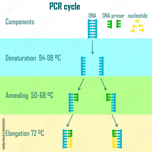 pcr cycle stages