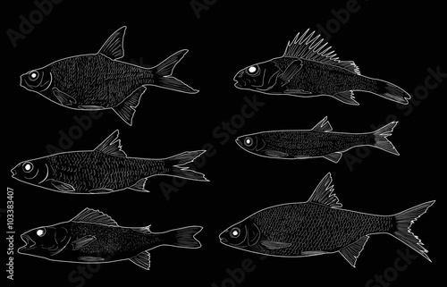 set of six freshwater fishes on black