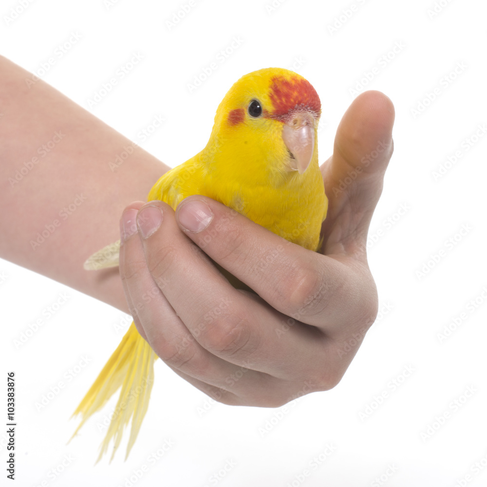 Photography Red-fronted Kakariki parakeet
