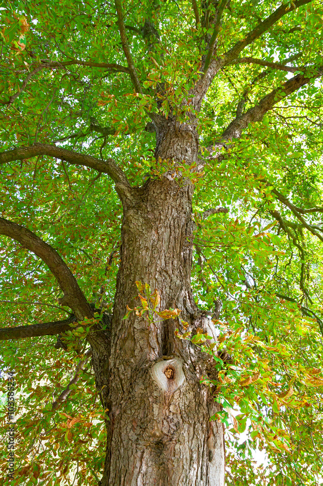 Fototapeta premium Chestnut tree