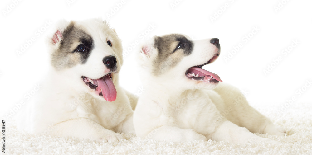 puppy on fluffy carpet puppy on fluffy carpet