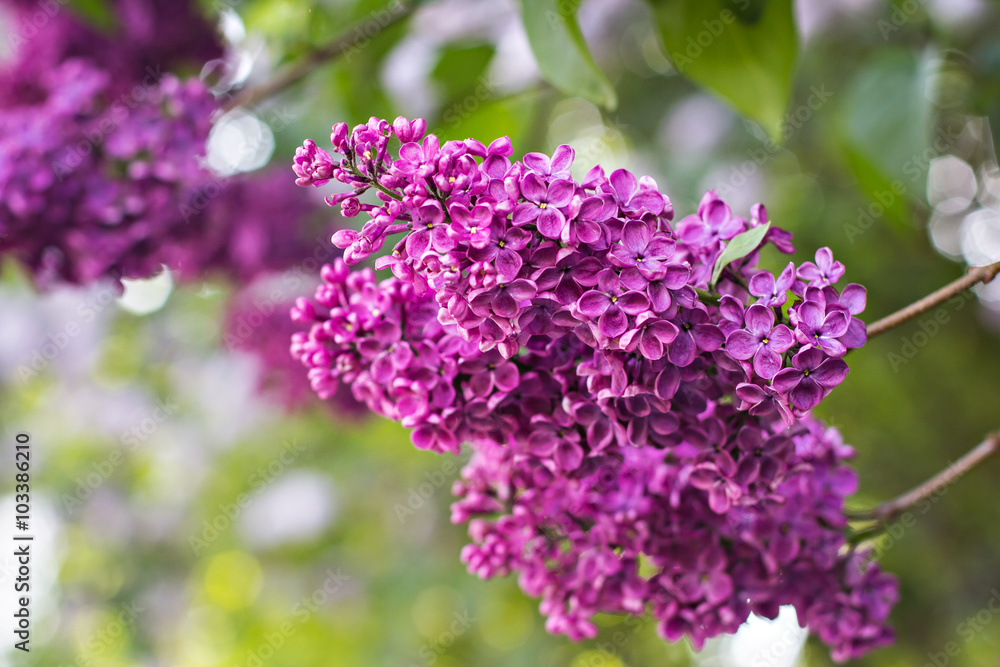 Green branch with spring lilac flowers Green branch with spring lilac flowers