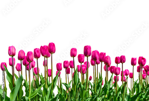 Fototapeta Naklejka Na Ścianę i Meble -  Bright fresh tulips isolated on white background.