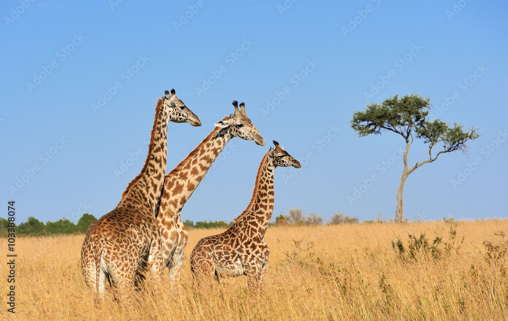 Fototapeta premium Giraffe in National park of Kenya