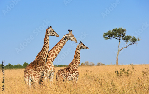 Giraffe in National park of Kenya © byrdyak