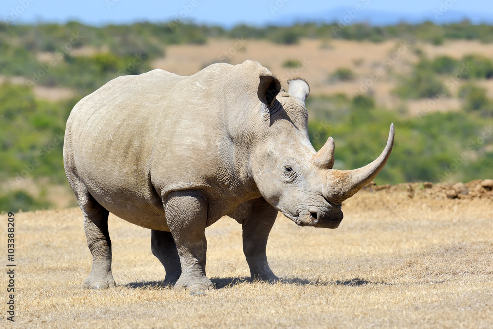 Fototapeta premium African white rhino