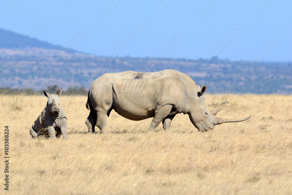 Fototapeta premium African white rhino