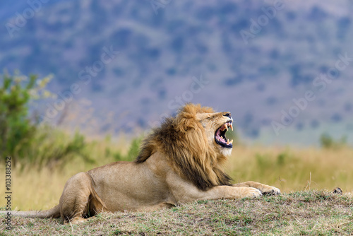 Fototapeta Naklejka Na Ścianę i Meble -  Close lion in National park of Kenya
