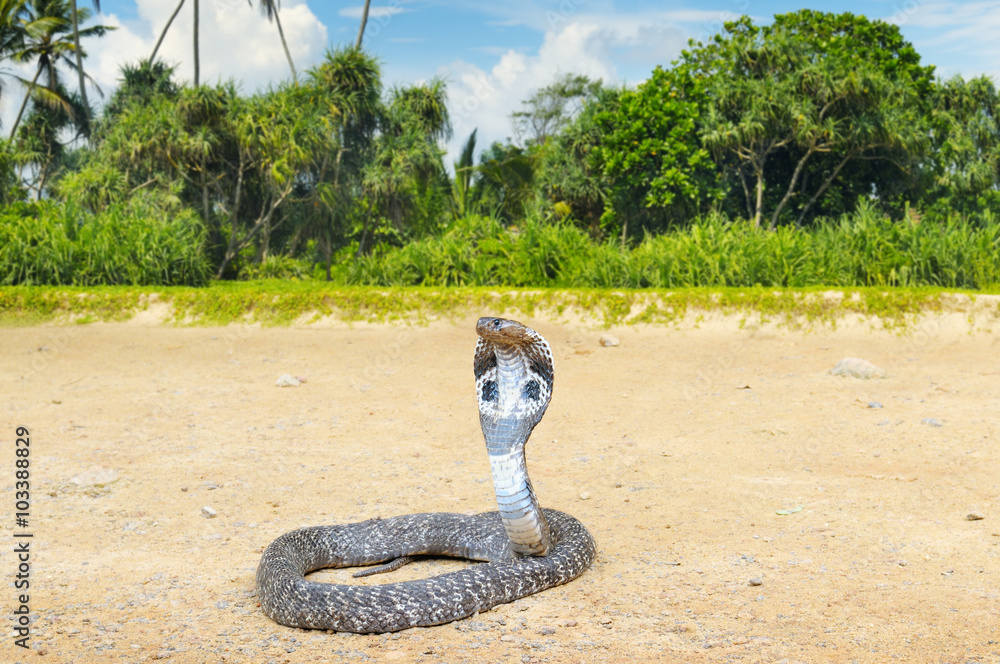 Naklejka premium king cobra in the wild nature