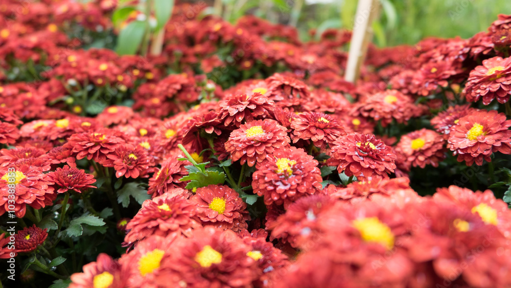 Orange flowers Orange flowers