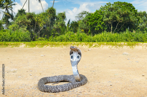 king cobra in the wild nature