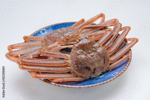 snow crab