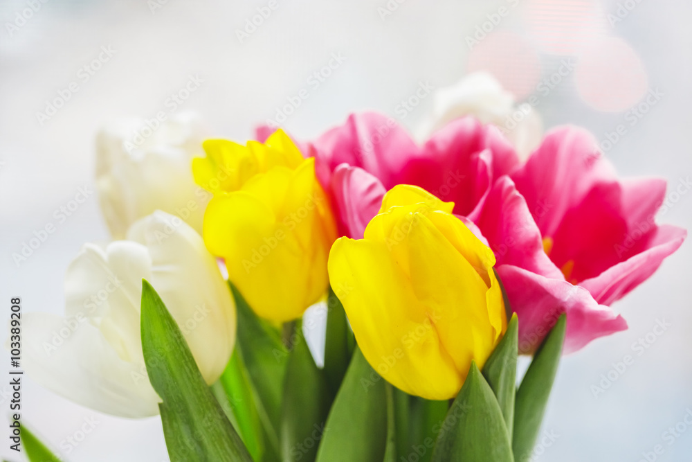 Beautiful pink and purple tulips. A bouquet of flowers for March 8, or Valentine's day Beautiful pink and purple tulips. A bouquet of flowers for March 8, or Valentine's day