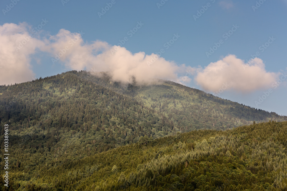 forest and clouds as nice landscape and backgrounds forest and clouds as nice landscape and backgrounds