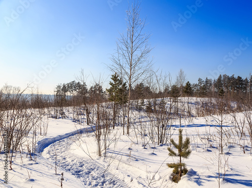 curved path in the snow in the forest seedlings
