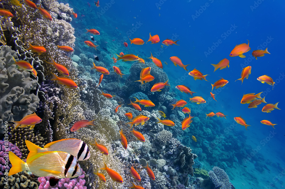 Fototapeta Tropikalna ryba i twarde korale