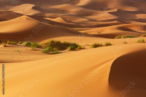 Sand dunes and meadows of the desert