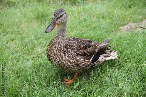 CANADIAN DUCK 