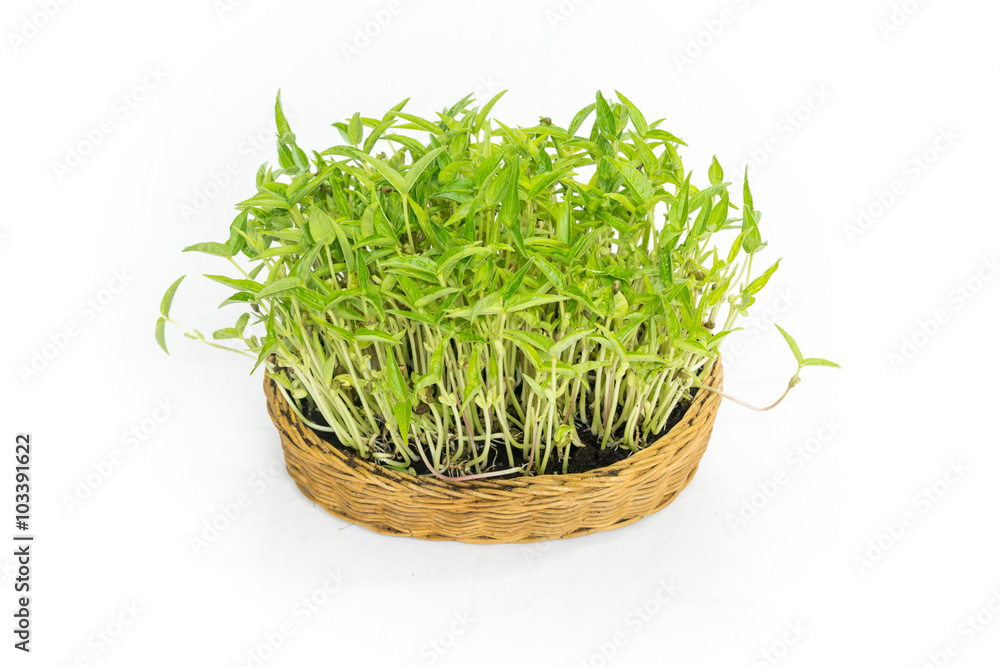 implant bean sprouts in a rattan textile isolated on white backg implant bean sprouts in a rattan textile isolated on white backg