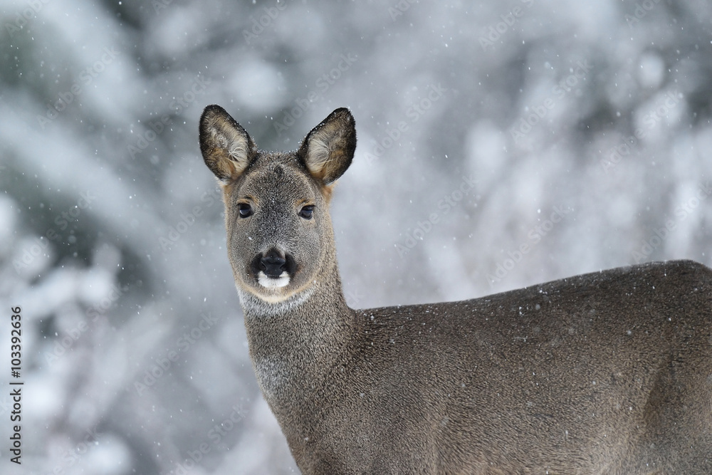 Roe deer (Capreolus capreolus) portrait in winter. Roe deer with snowy background. Roe deer in winter. Roe deer with snowy trees on background. Roe deer (Capreolus capreolus) portrait in winter. Roe deer with snowy background. Roe deer in winter. Roe deer with snowy trees on background.